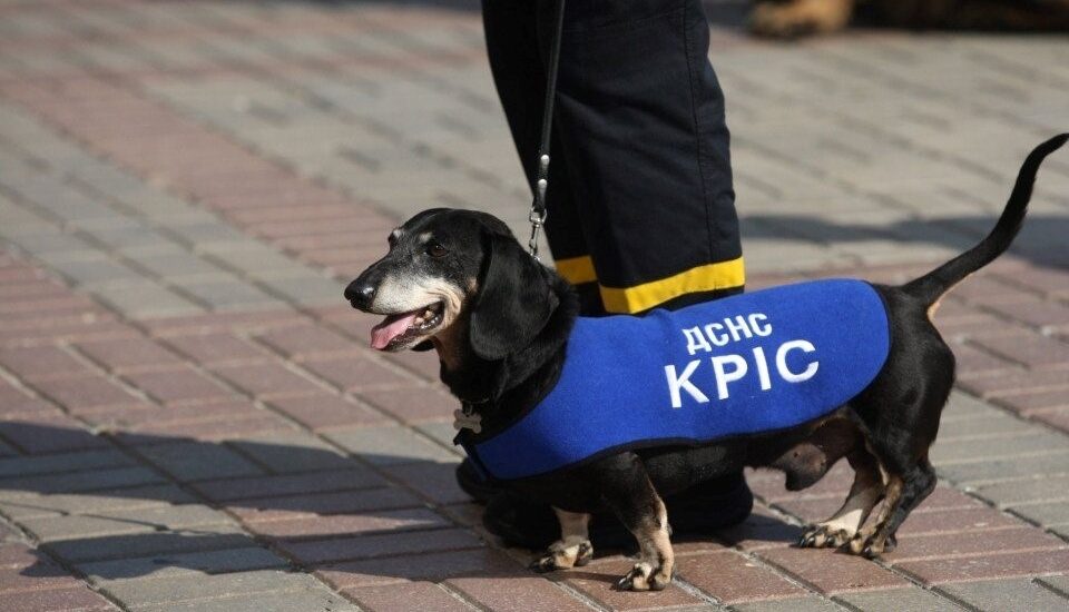Чотирилапий підрозділ: ДСНС показали ще одного героя — 14-річну пошуково-рятувальну таксу