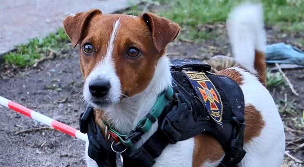 Український пес-сапер Патрон отримав нагороду Каннського фестивалю