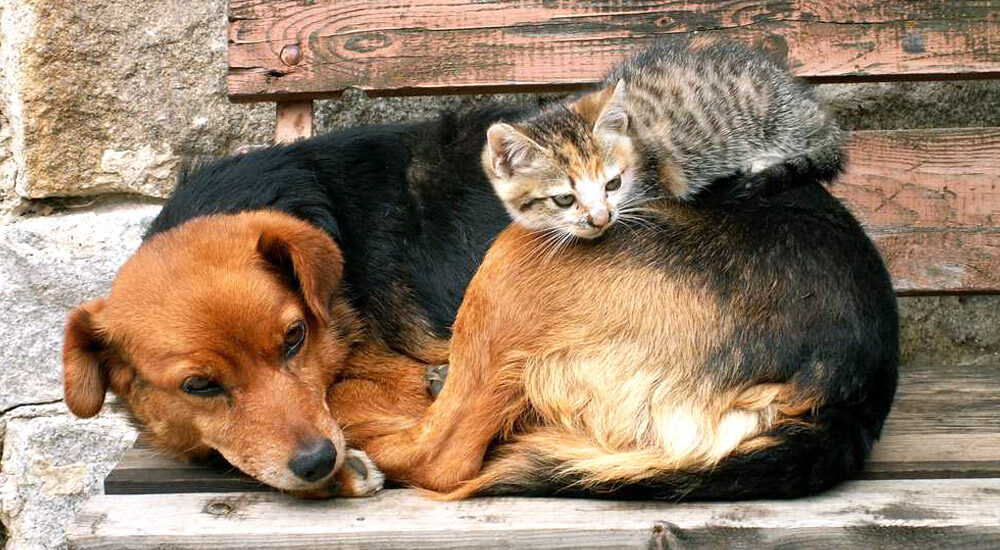 Жорстоке поводження з тваринами: що вважається правопорушенням і яка за це передбачена відповідальність