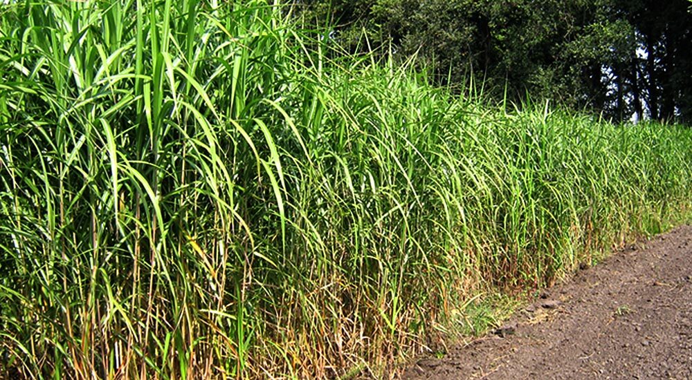 У Київській області правоохоронці викрили на порушеннях посадовицю Держгеокадастру