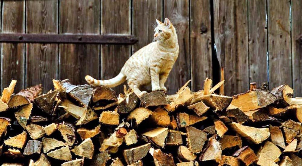 «Закупівлю паливної деревини для прифронтових територій маємо завершити до 1 грудня», – Ірина Верещук