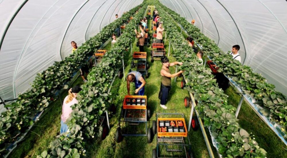 Хто такі сезонні працівники та які особливості їхньої праці?