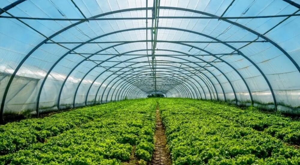 Уряд розширив умови надання грантів на розвиток садівництва