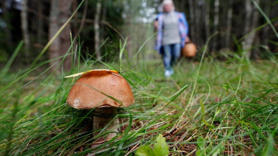 Мінна безпека: Як безпечно відвідувати ліси під час грибного сезону?