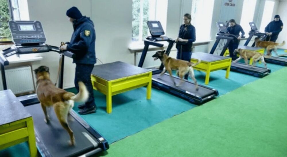 Норвегія надасть Україні 164 мільйони крон на підготовку мінно-пошукових собак