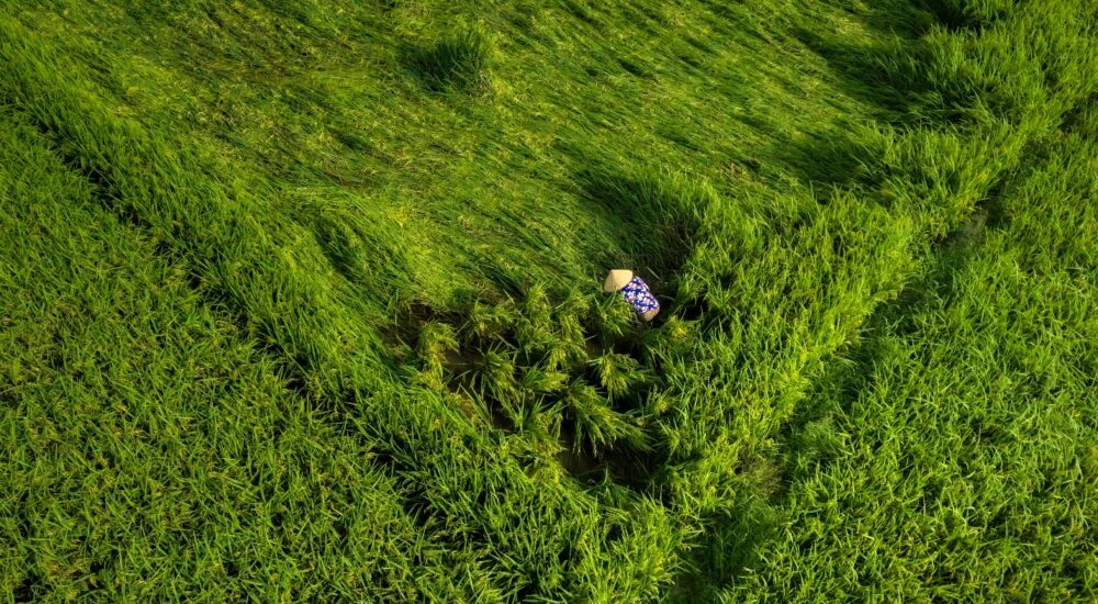 Фермери у травні отримали у використання близько 660 га очищених від мін та вибухівки угідь