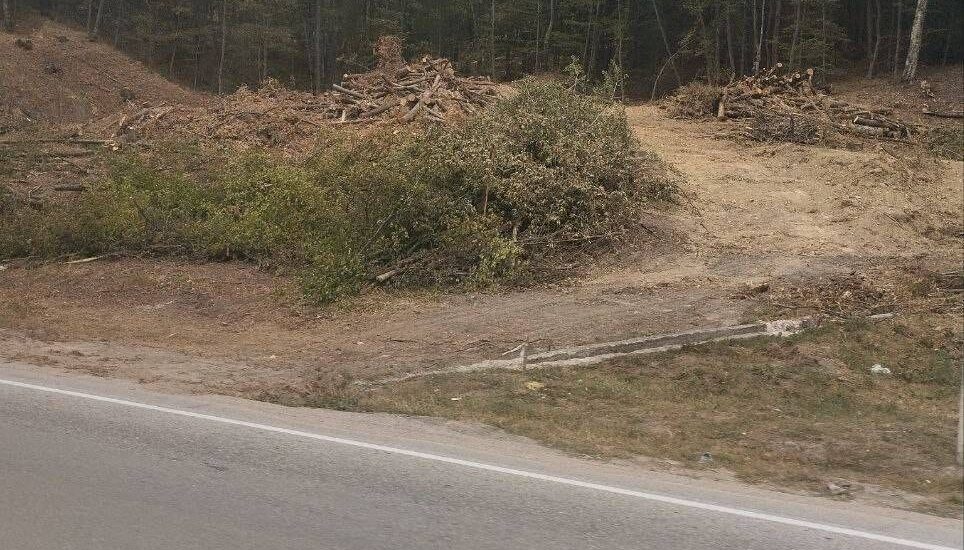 Окупанти знищують тисячі дерев для розширення траси Севастополь – Ялта (фото)