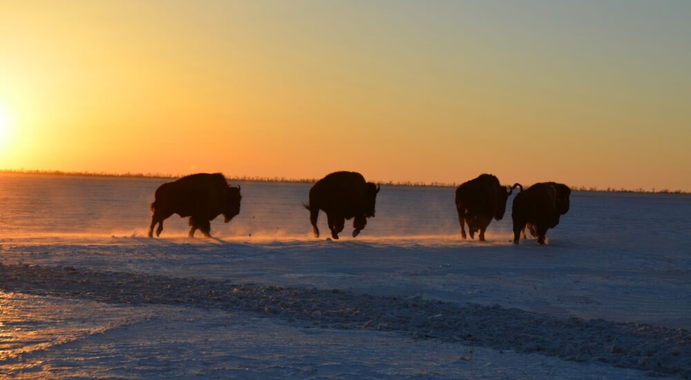 В «Асканії-Нова» попереджають про ризик масового падежу копитних через посуху і нестачу кормів