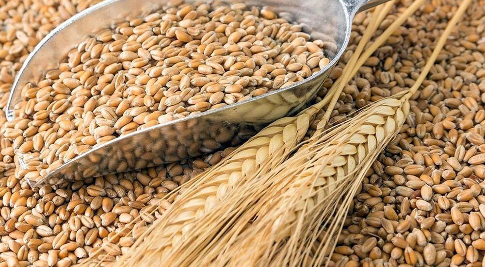 росія вивезла понад 2 мільйони тонн зерна з ТОТ України під виглядом власного експорту