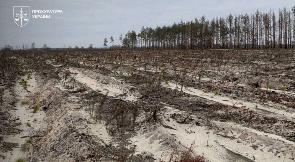 Суд розгляне справу лісничих, які незаконно зрубали понад 4 тисячі дерев на Чернігівщині